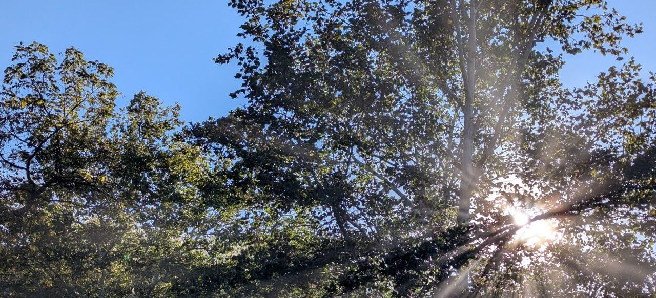 Morning sunlight breaking through the canopy of the woods on the farm, shafts of light crossing layered green leaves against a clear blue sky.