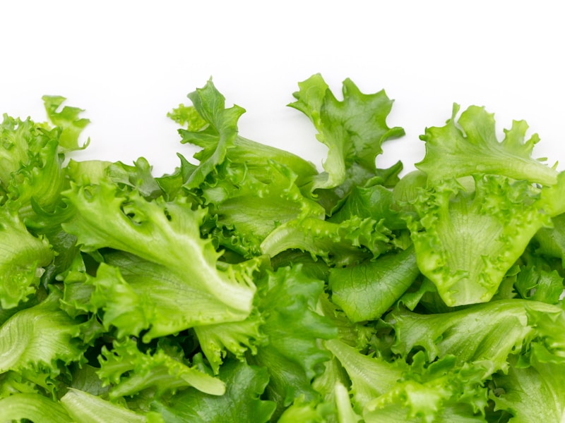 Fresh green lettuce varieties growing in garden bed